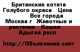 Британские котята Голубого окраса › Цена ­ 8 000 - Все города, Москва г. Животные и растения » Кошки   . Адыгея респ.